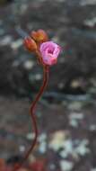 Imagem de Drosera montana var. tomentosa (St. Hil.) Diels