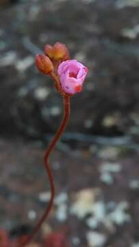 Drosera montana var. tomentosa (St. Hil.) Diels的圖片