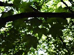 Image de Acer cappadocicum subsp. lobelii (Tenore) E. Murray