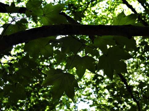 Imagem de Acer cappadocicum subsp. lobelii (Tenore) E. Murray