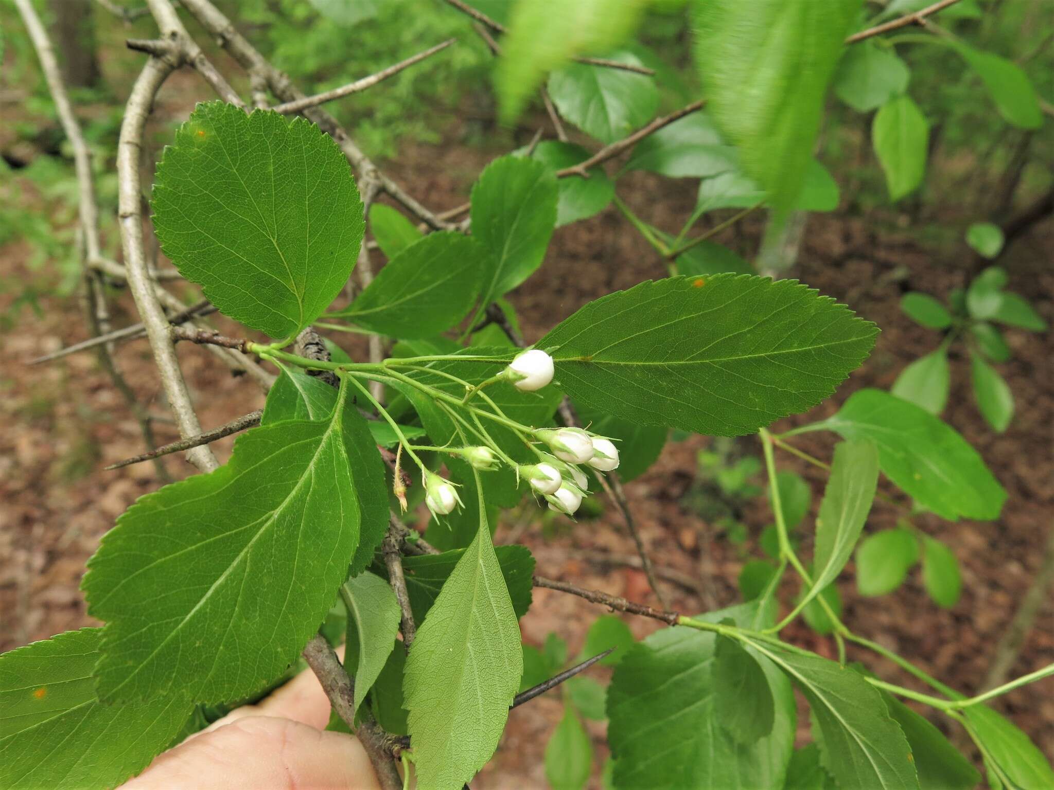 Image of green hawthorn