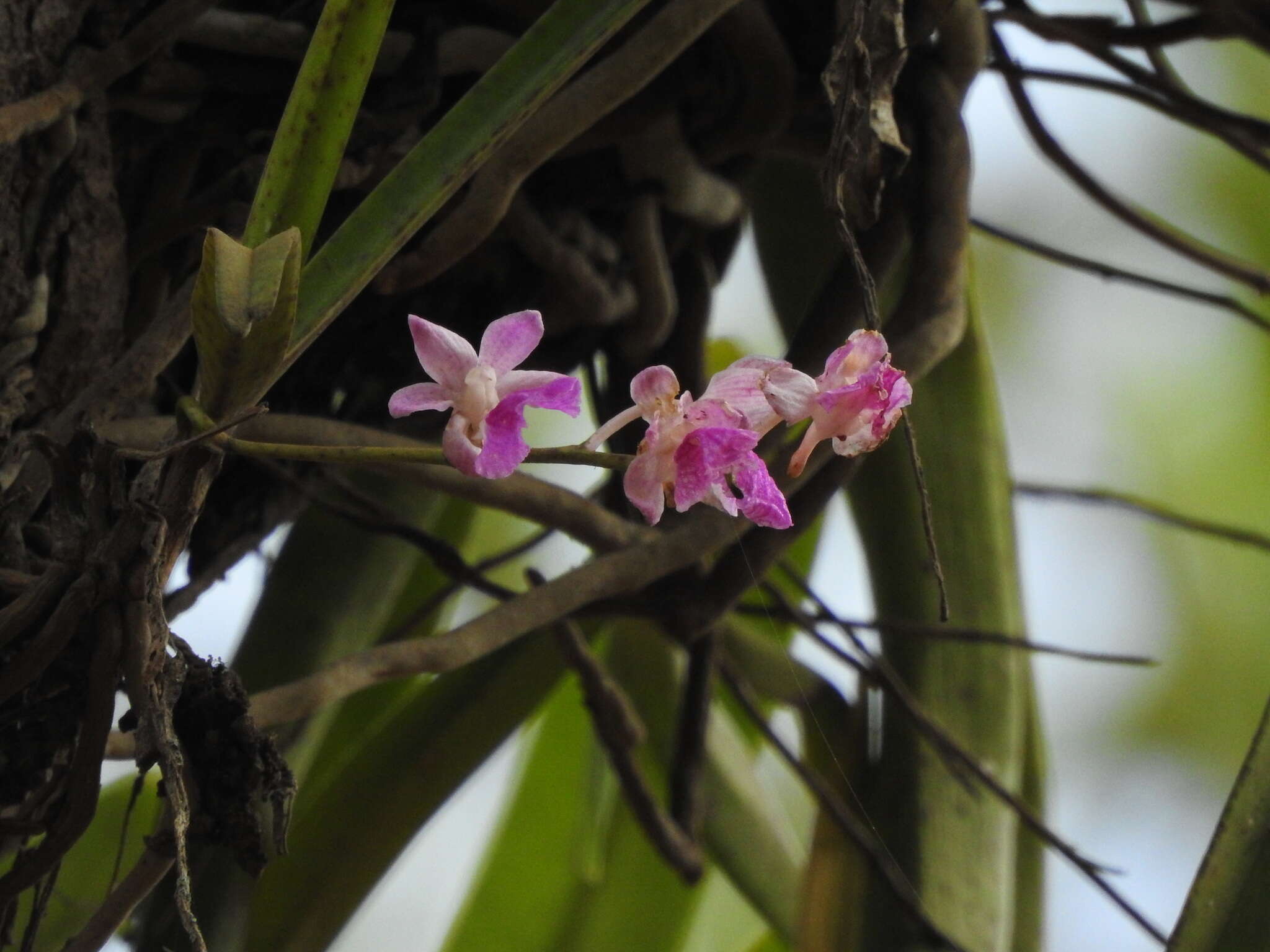 Image of Aerides crispa Lindl.