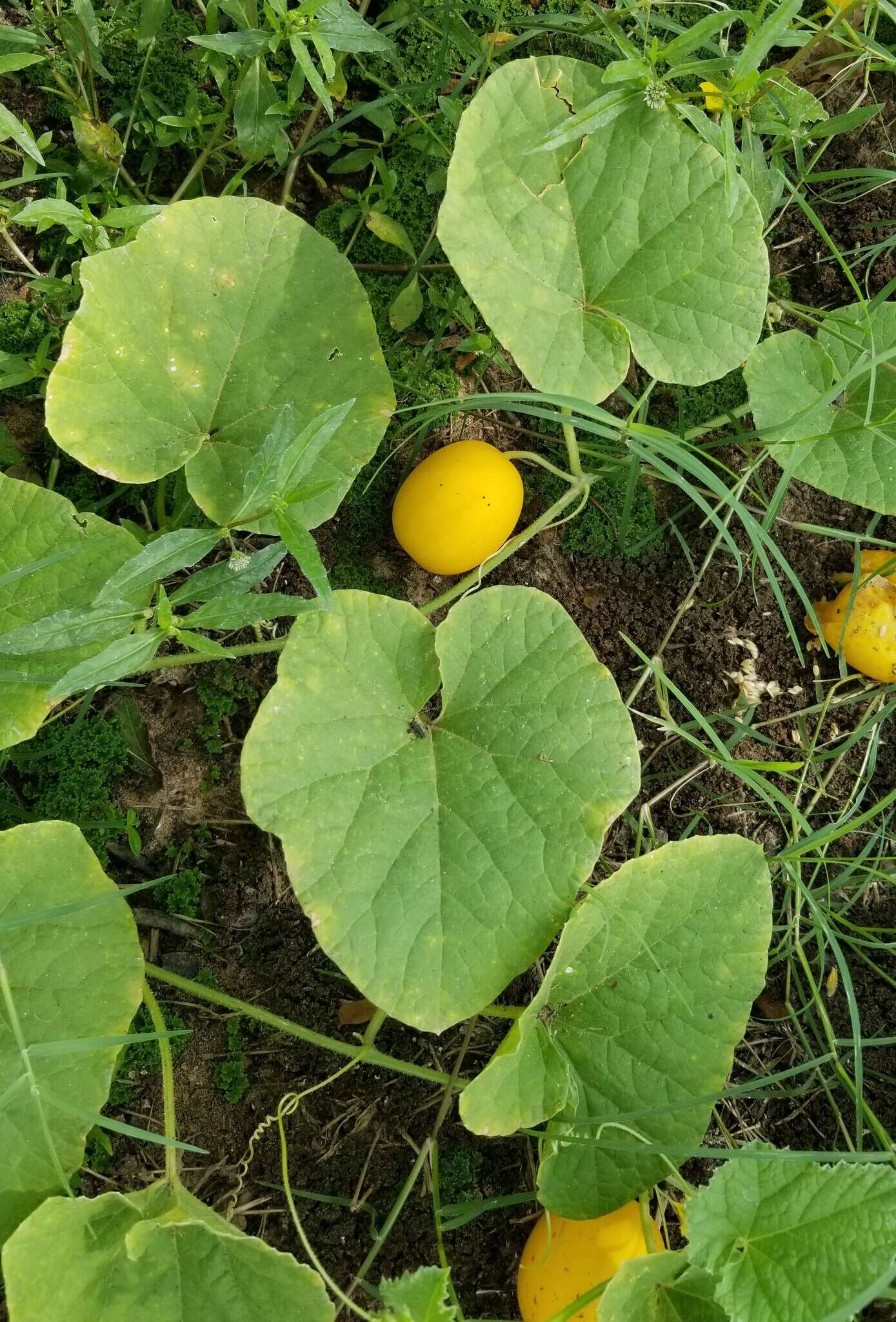 Image of Cucumis melo var. agrestis Naudin