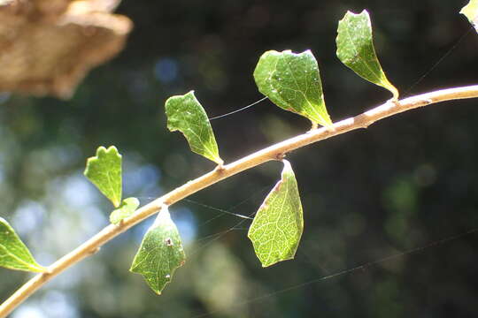 Imagem de Hoheria angustifolia Raoul