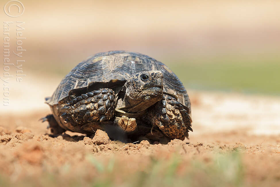 Image of Berlandier's Tortoise