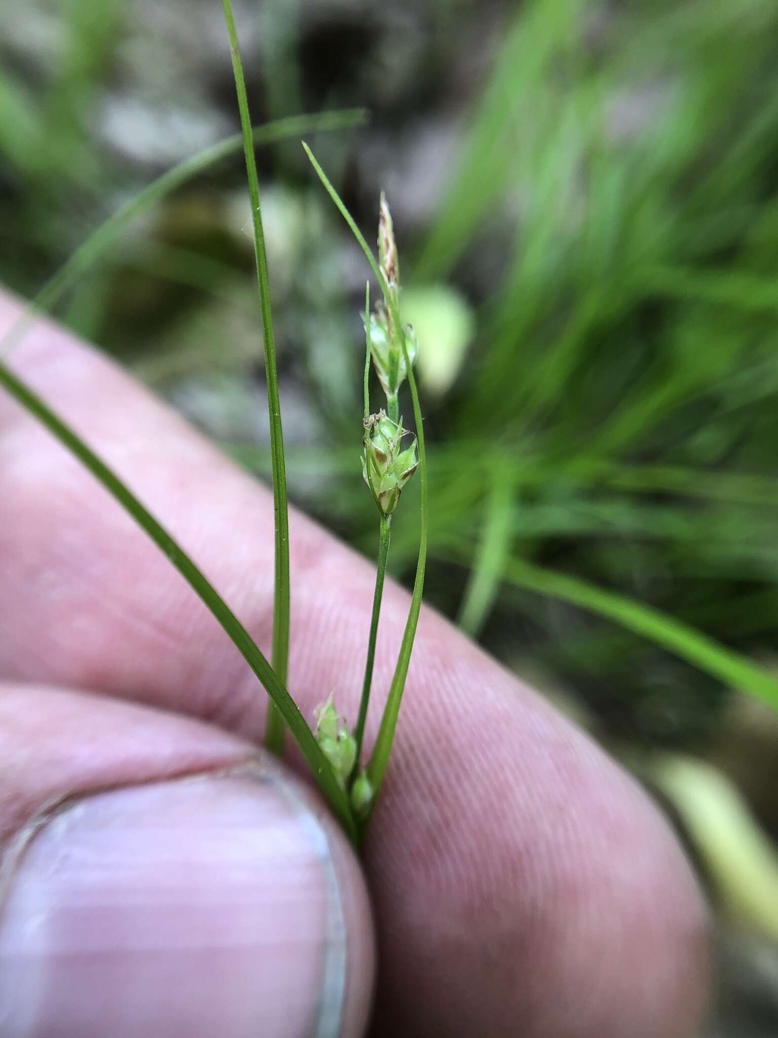 Image of New England sedge