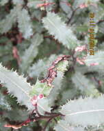 Image of Trioza doryphora (Maskell 1880)