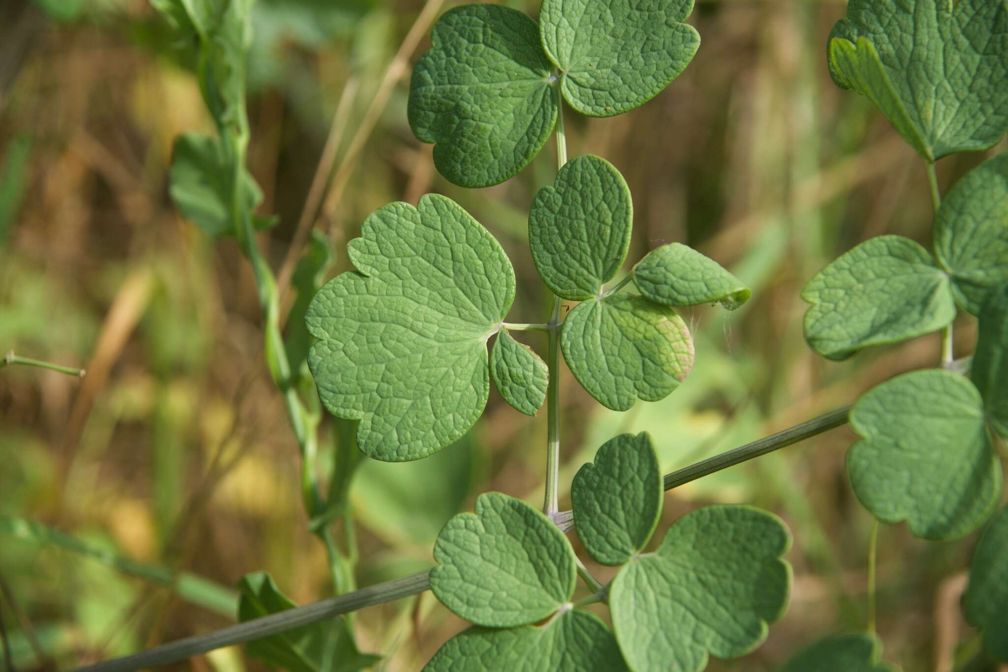 Thalictrum speciosissimum L. resmi