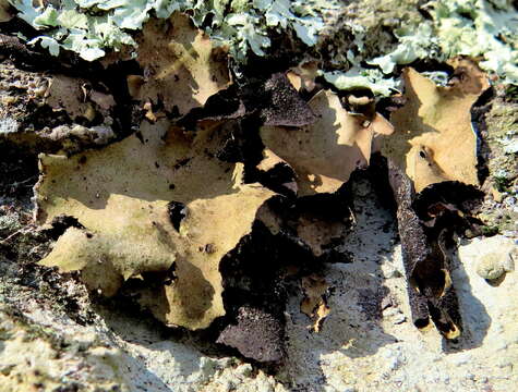 Image of navel lichen