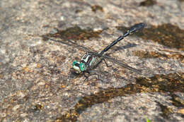 Image of Hylogomphus viridifrons (Hine 1901)