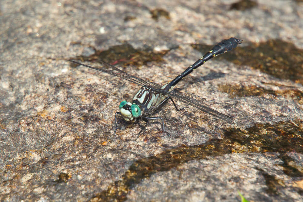 Image of Hylogomphus viridifrons (Hine 1901)