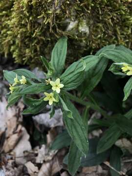 Слика од Lithospermum tuberosum Rugel ex A. DC.