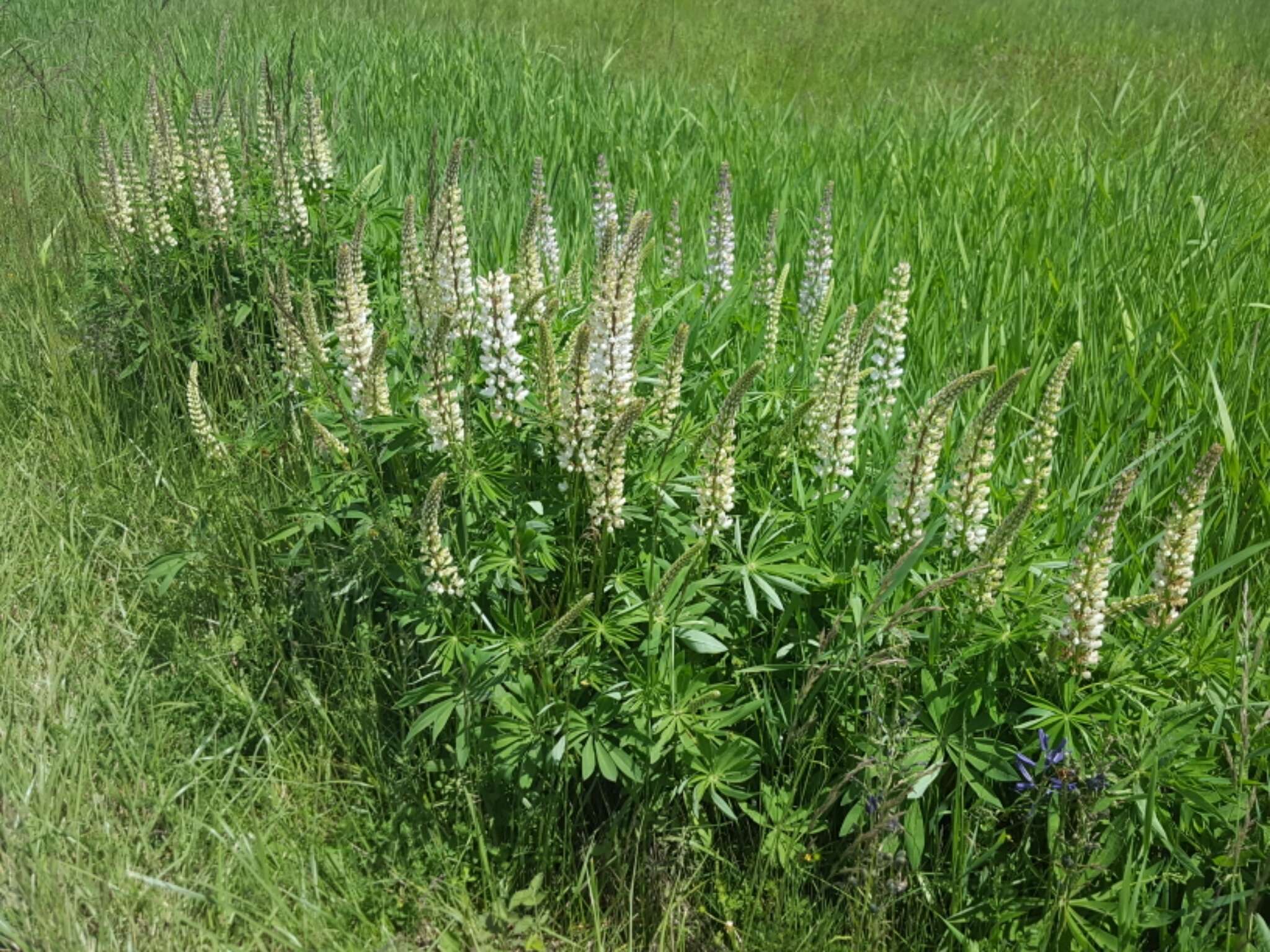 Plancia ëd Lupinus polyphyllus subsp. polyphyllus