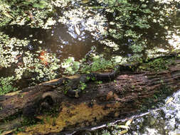 Image of Banded Water Snake