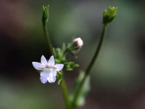 Image of Nemesia diffusa Benth.