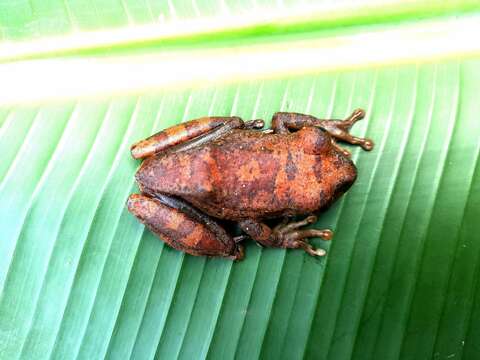 Image of Red Treefrog