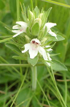 Image of Duvernoia andromeda Lindau