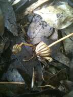 Image of Marasmius purpureostriatus Hongo 1958