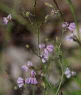 Image of Goodenia purpurascens R. Br.