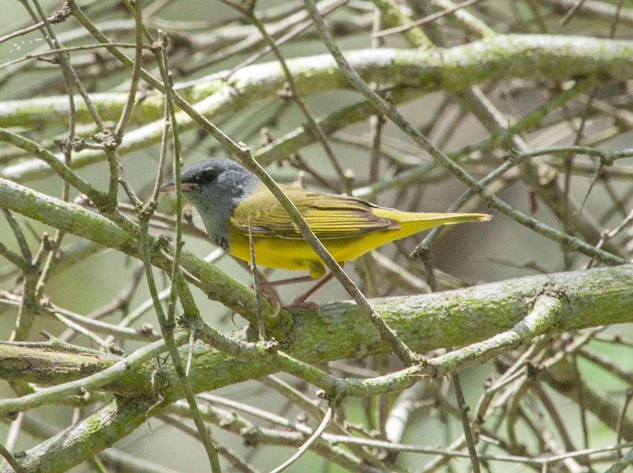 Image of Mourning Warbler