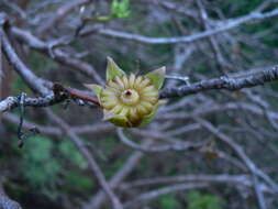 صورة Malva phoenicea (Vent.) Alef.