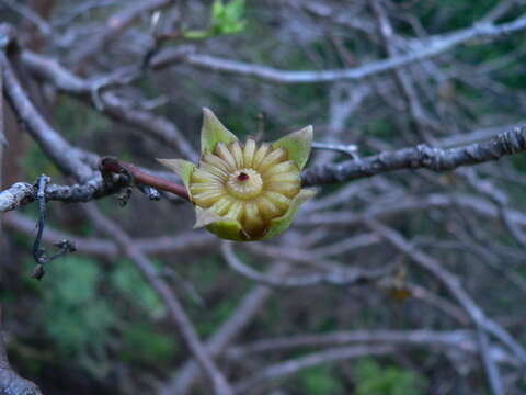 صورة Malva phoenicea (Vent.) Alef.