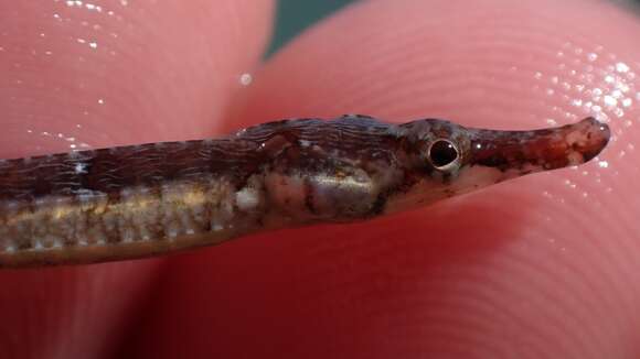 Image of American Gulf Pipefish