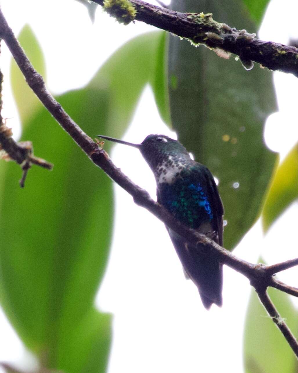 Image of Emerald-bellied Puffleg