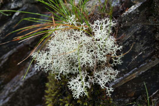 Image of Reindeer lichen