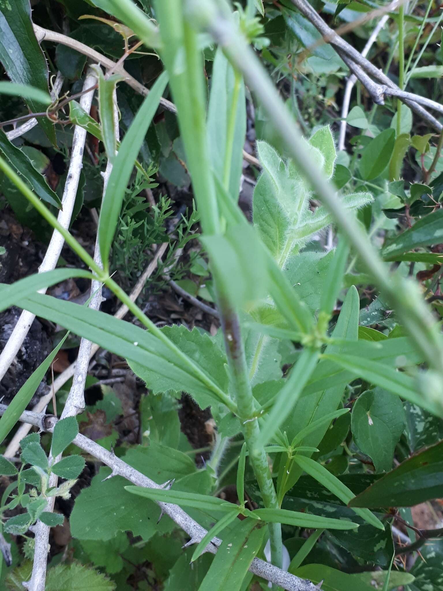 Image of Misopates calycinum (Vent.) Rothm.