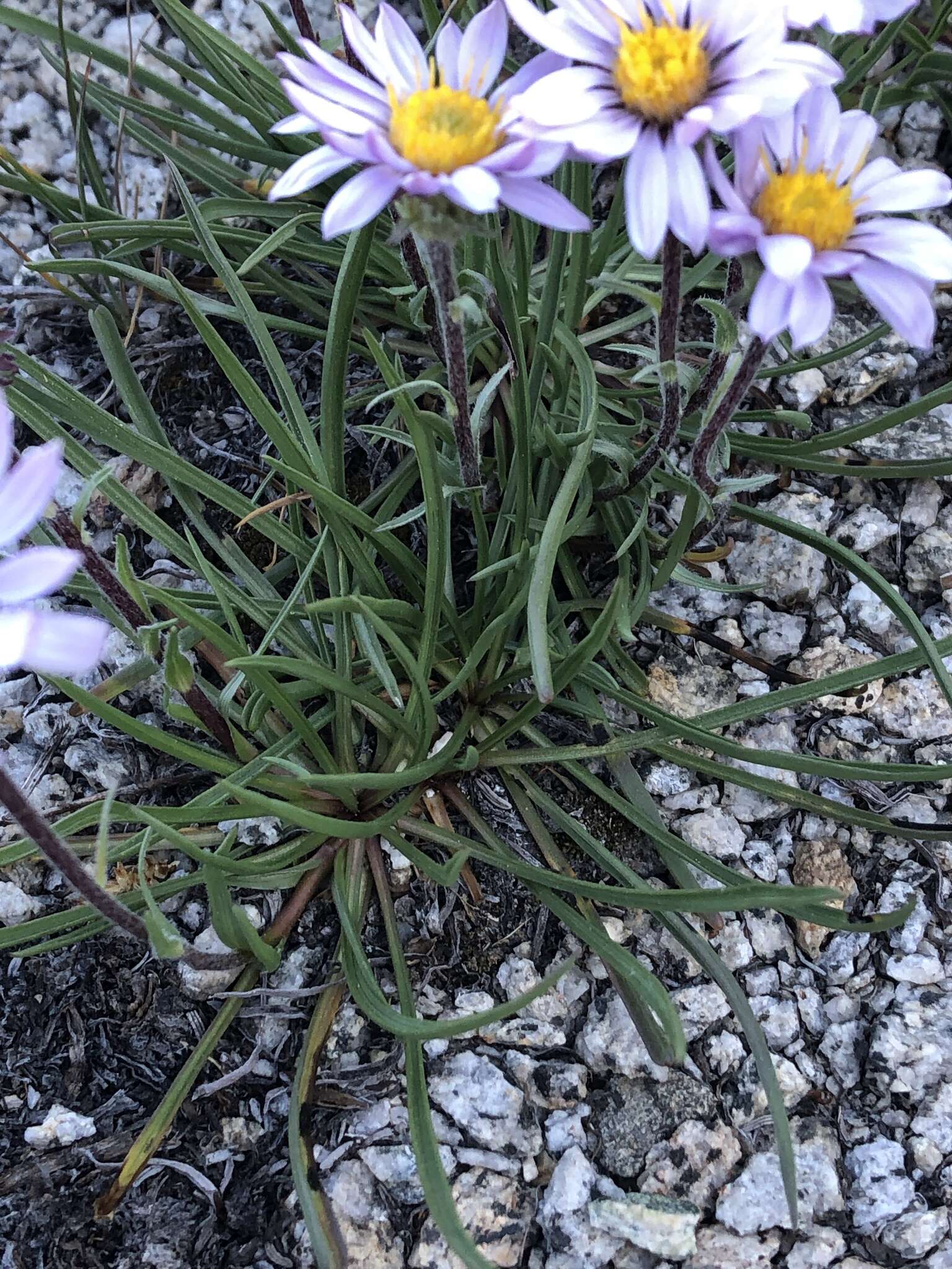 Image of tundra aster