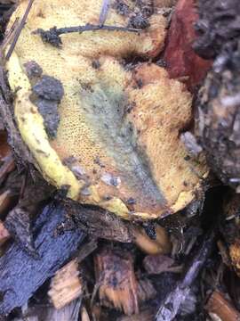 Image of Buchwaldoboletus sphaerocephalus (Barla) Watling & T. H. Li 2004