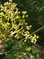 Image of Filipendula stepposa Juzepczuk