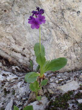 Primula latifolia subsp. graveolens (Hegetschw.) Rouy resmi