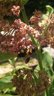 Image of giant resin bee