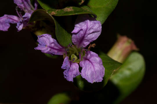 Image of Lythrum rotundifolium Hochst. ex A. Rich.