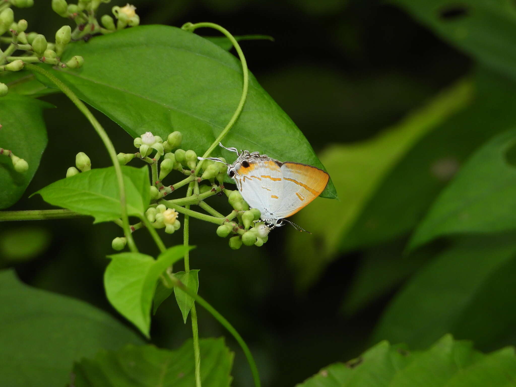 Слика од Hypolycaena thecloides (Felder 1860)