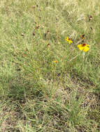 Image de Thelesperma filifolium (Hook.) A. Gray