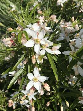 Image of Mexican Orange Blossom