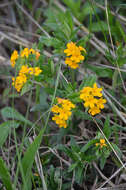 Image of hoary puccoon