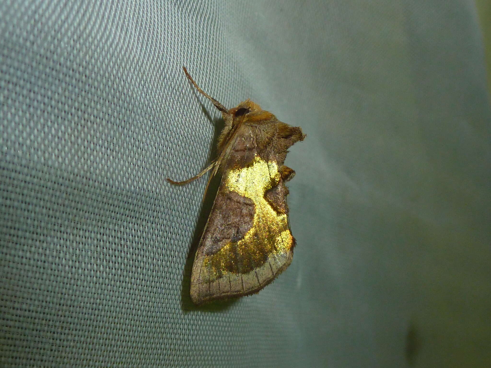 Image of Cryptic Burnished Brass