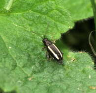 Image of Elongate Flea Beetle