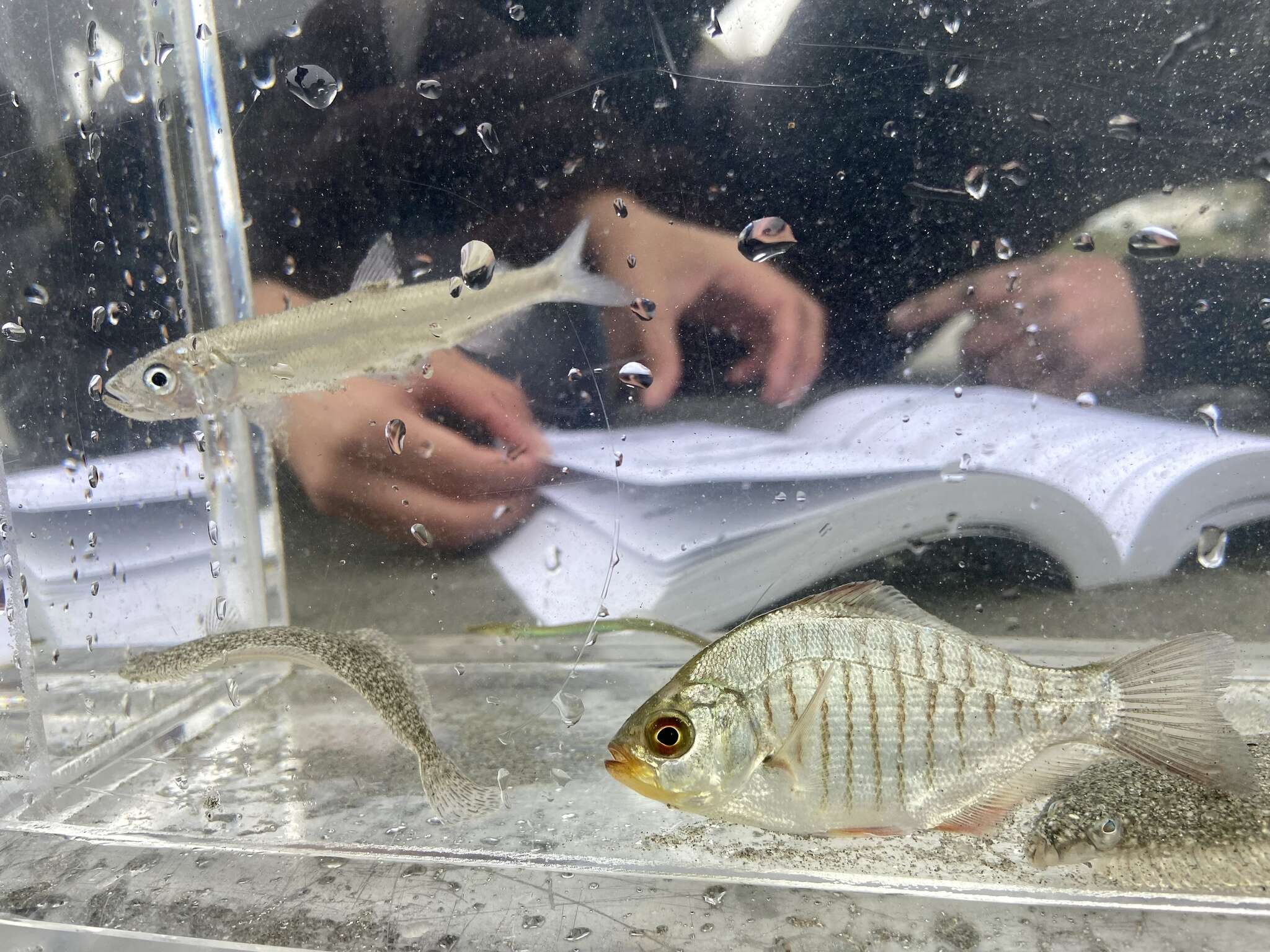 Image of Redtail surfperch