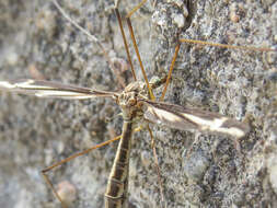 Image of Tipula (Yamatotipula) caloptera Loew 1863
