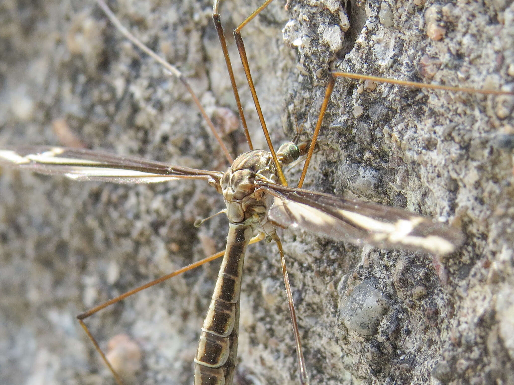 Image of Tipula (Yamatotipula) caloptera Loew 1863