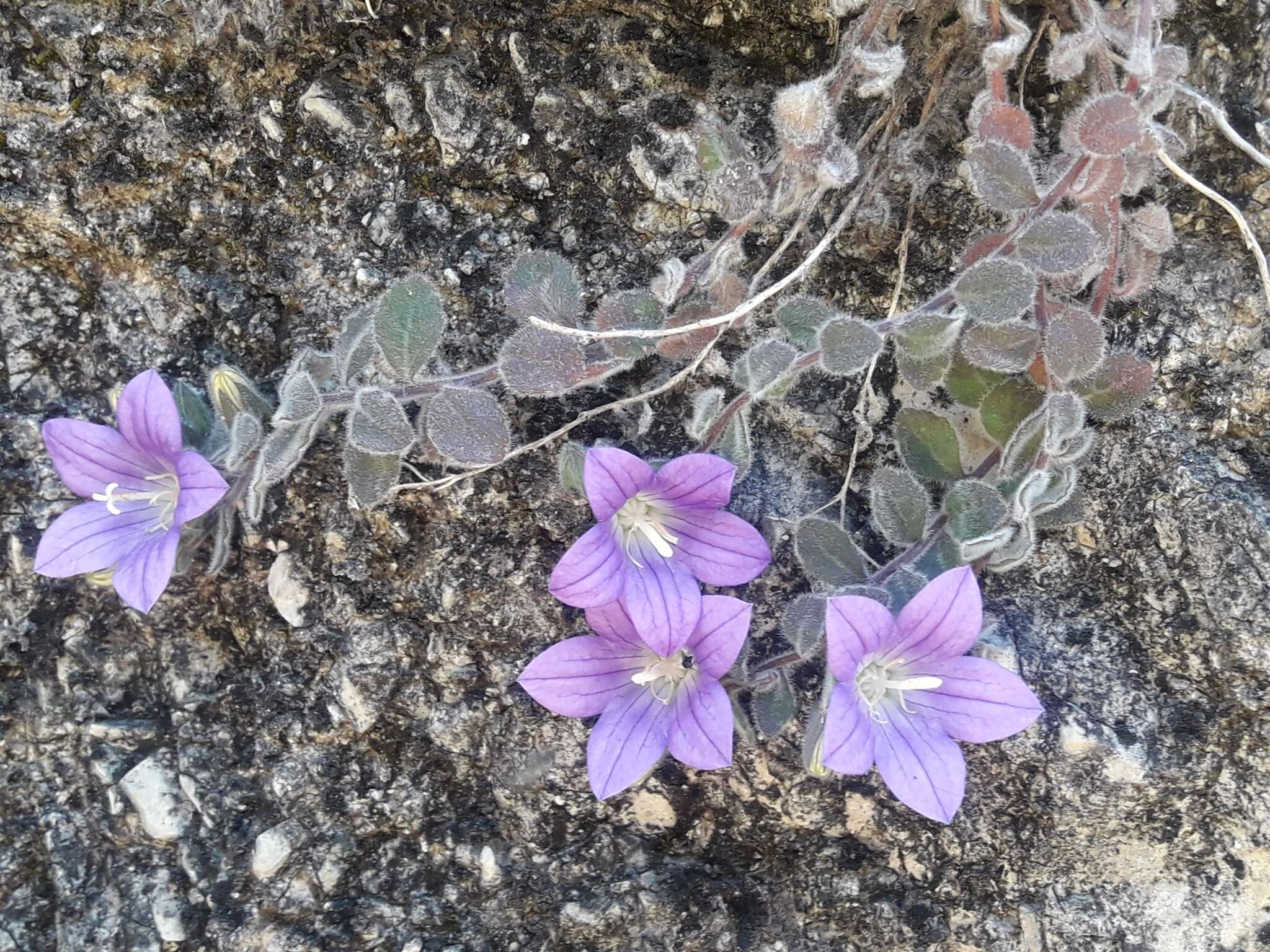 Image of Campanula mollis L.