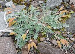 Image of Oxytropis exserta Jurtzev