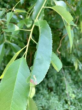 Image of Stigmella prunifoliella (Clemens 1861) Newton et al. 1982