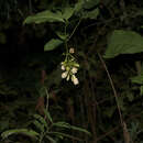 Utania cuspidata (Bl.) K. M. Wong, Sugumaran & Sugau的圖片