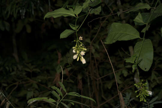 صورة Utania cuspidata (Bl.) K. M. Wong, Sugumaran & Sugau